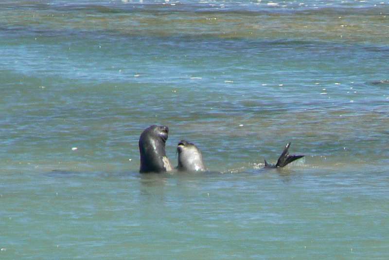 10 Elefanti Marini a Punta Delgada